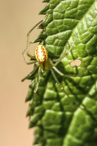 Enoplognatha sp.